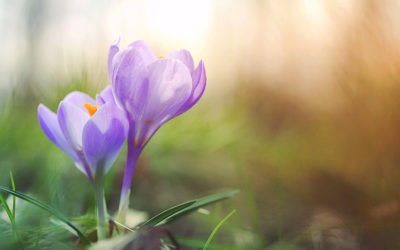 5 spring-themed poems for your next memorial service