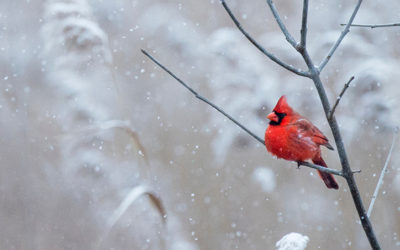 Cardinals at the Funeral: Signs and Symbols a Loved One is Near