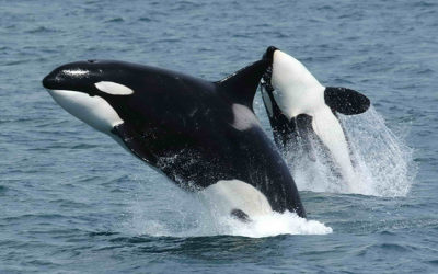 Mother Orca Shows That Animals Grieve Death Too