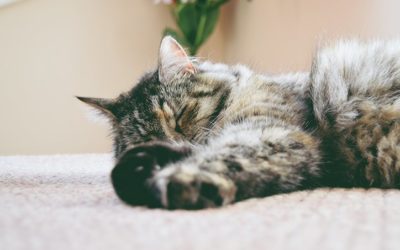 The grief of losing a pet and techniques for coping with it