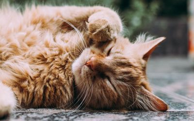 Cat Crashes Funerals to Comfort Those Who Are Grieving