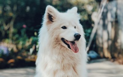 How to Create or Update Your Funeral Home’s Pet Memorial Services